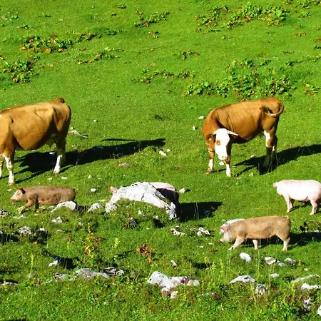 Lejlighed Innerhofer Hollersbach im Pinzgau